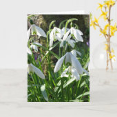Carte de voeux Fleurs de printemps Snowdrops (Fleur jaune)