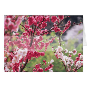 Carte de voeux florale vierge de Cherry Blossoms D