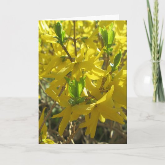 Carte de voeux - Forsythia (Devant)