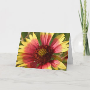 Carte de voeux Gaillardia