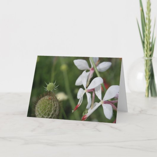 Carte de voeux Gaura Floral Photography (Devant)