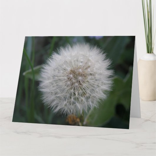 Carte de voeux géante Dandelion (Devant)
