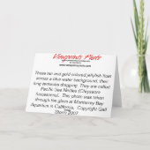 Carte de voeux : Gelées d'or (Dos)