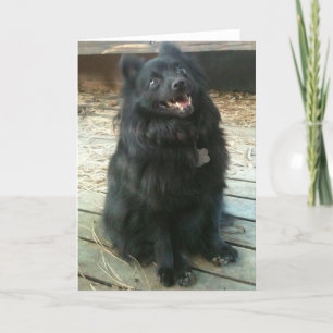 Carte de voeux générale de chien de Schipperke