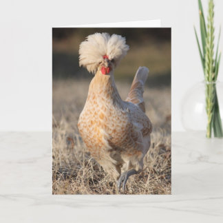 Carte de voeux géniale de poulet