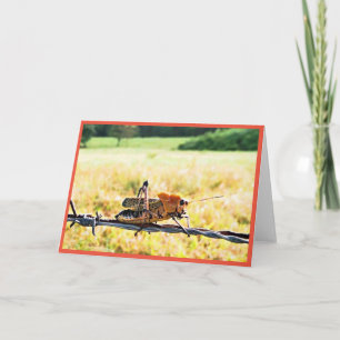 Carte de voeux Grasshopper