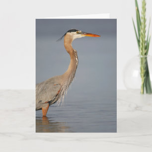 Carte de voeux Great Blue Heron Profil