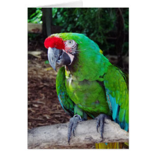 Carte de voeux Green Parrot