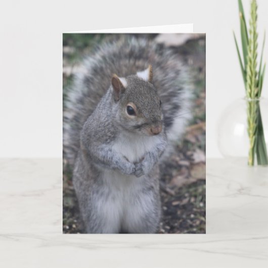 Carte de voeux Grey Squirrel (Devant)