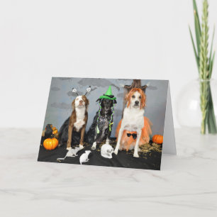 Carte de voeux Halloween. Photo, 3 chiens traînés.