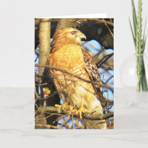 Carte de voeux Hawk à épaulettes