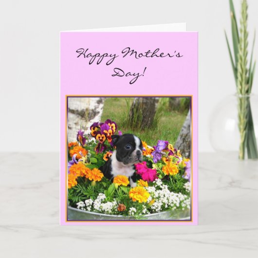 Carte de voeux heureuse de Boston Terrier du jour (Devant)