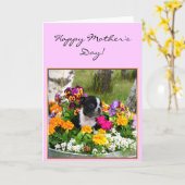 Carte de voeux heureuse de Boston Terrier du jour (Fleur jaune)