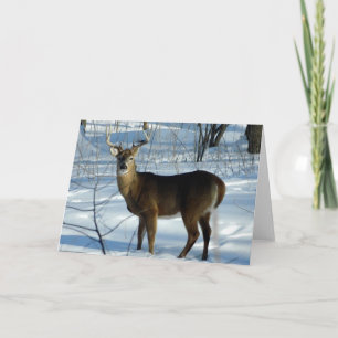 Carte de voeux hiver White Tail Deer (Buck)