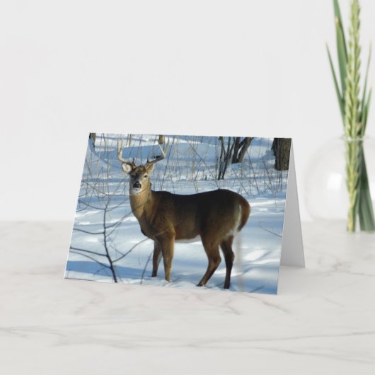Carte de voeux hiver White Tail Deer (Buck) (Devant)
