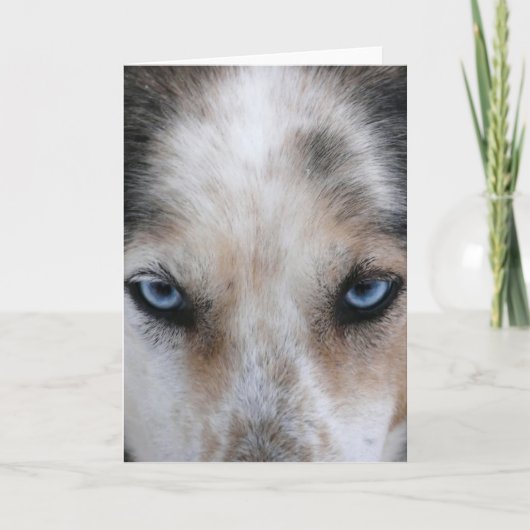 Carte de voeux Husky bleu yeux (Devant)