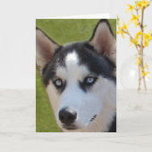 Carte de voeux Husky photo (Fleur jaune)