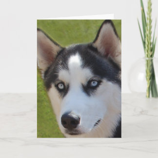 Carte de voeux Husky photo