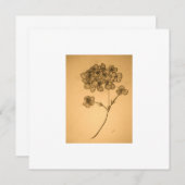 Carte de vœux Hydrangea en sourdine (Devant / Derrière)