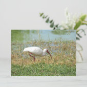 Carte de voeux Ibis blanche (Debout devant)