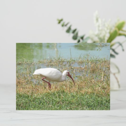 Carte de voeux Ibis blanche (Debout devant)