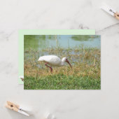 Carte de voeux Ibis blanche (Devant/Arrière en situation)