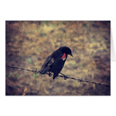 Carte de voeux intérieure Blank Red Winged Blackbi (Devant horizontal)