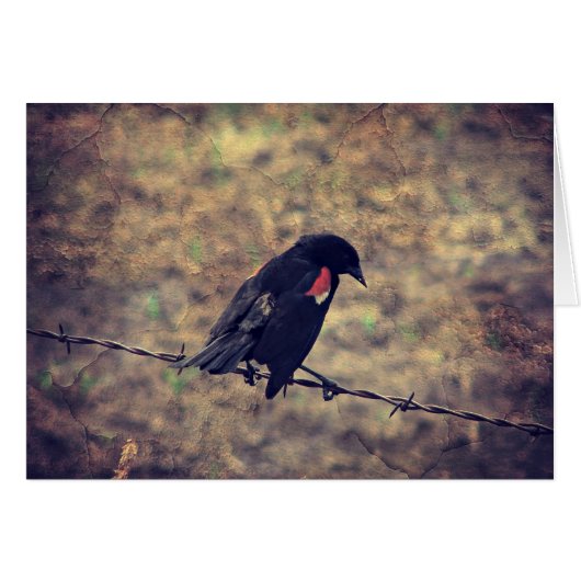 Carte de voeux intérieure Blank Red Winged Blackbi (Devant horizontal)