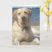 Carte de voeux jaune de labrador retriever (Fleur jaune)