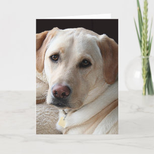 Carte de voeux jaune de labrador retriever