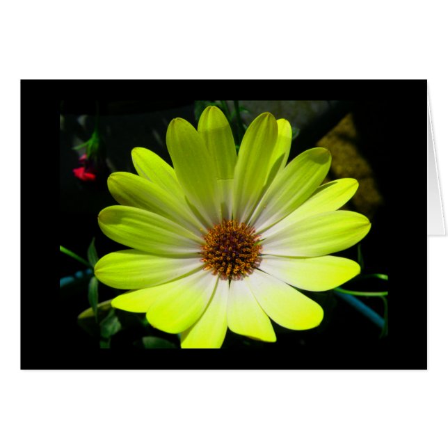 Carte de voeux Jaune Fluorescent Africain Daisy (Devant horizontal)