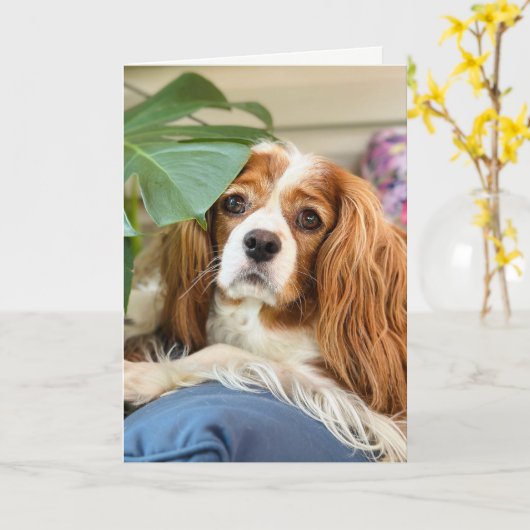 Carte de voeux King Charles Cavalier (Fleur jaune)