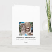Carte de voeux Koala (Dos)