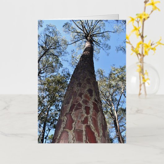 Carte de voeux La Gerche Ponderosa Pine blanche (Fleur jaune)