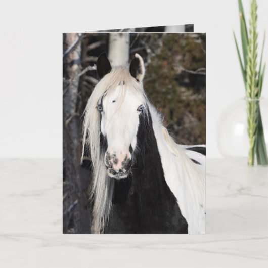 Carte de vœux - Le regard de la gitane (Devant)