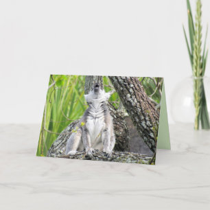 Carte de voeux Lemur