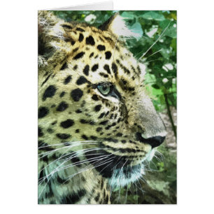 Carte de voeux LEOPARD