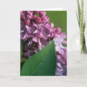 Carte de voeux lilas effarouchée