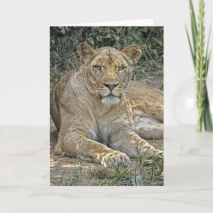 Carte de voeux Lioness