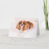 Carte de voeux Little Cavalier King Charles Spanie (Devant)