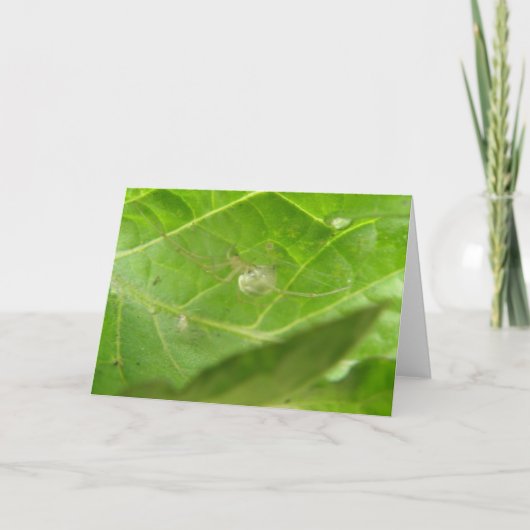 Carte de voeux Little Spider (Devant)