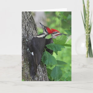 Carte de voeux M. & Mme Pileated Woodpecker