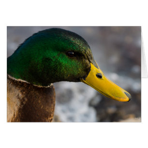 Carte de voeux Male Mallard Portrait