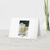 Carte de voeux Mariage Rose douce blanche (Dos)