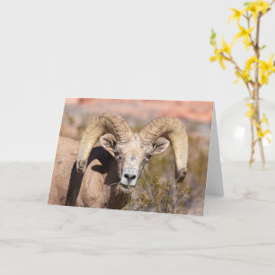 Carte de voeux Masculine du mouton de Bighorn