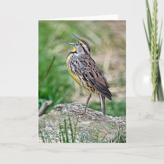 Carte de voeux Meadow Lark (Devant)