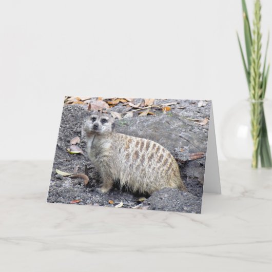 Carte de voeux Meerkat (1043) (Devant)