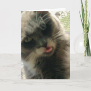 Carte de voeux Meow Cats 2