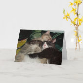 Carte de voeux Meow Cats 3 (Fleur jaune)