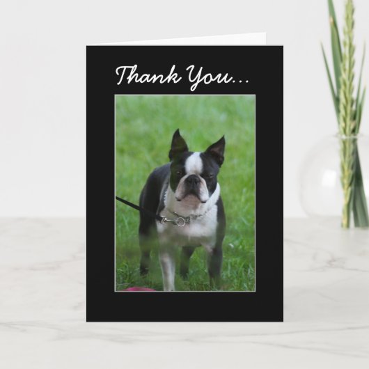 Carte de voeux Merci Boston Terrier (Devant)